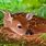 Baby Animal Wallpapers